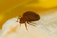 Panther Bed Bugs Control Brisbane - Brisbane City, QLD, Australia