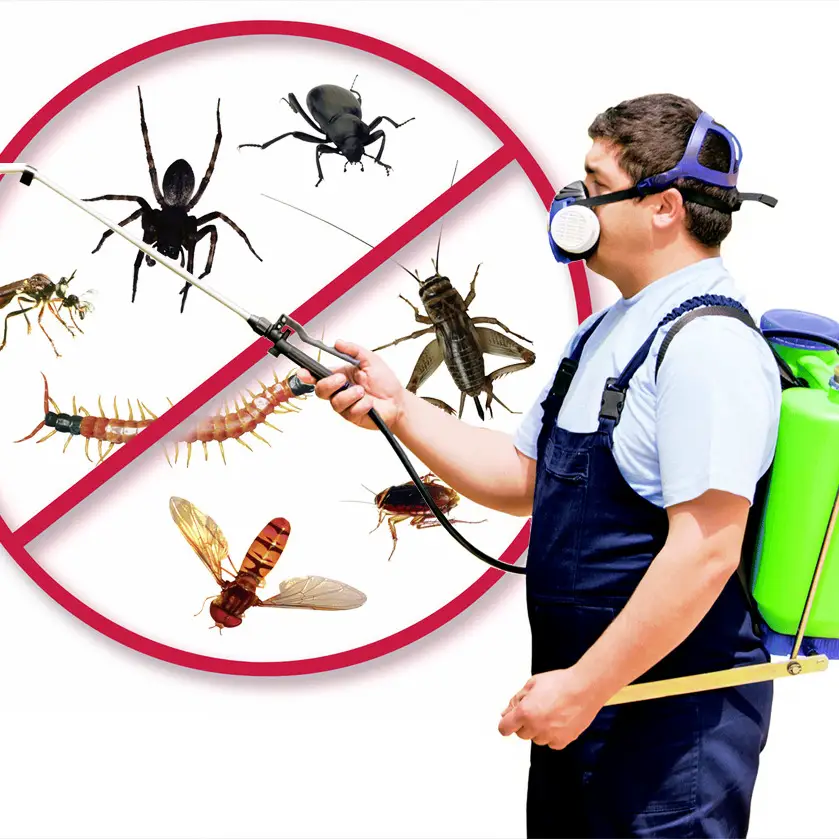 Pestly Pest Control Melbourne - Melborne, VIC, Australia