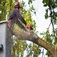 Sleeping Giant Tree Service - Hamden, CT, USA