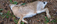 Sure Fire Dead Animal Removal Perth - Perth, WA, Australia