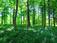 Tree Service Newcastle